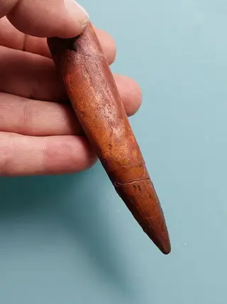 Topkwaliteit, zeer grote, perfect bewaard gebleven 115 mm