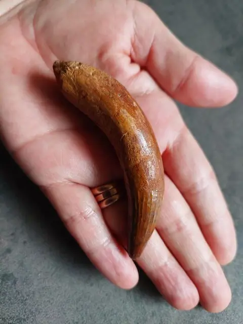 Grote Pathologische Spinosaurus - Tand - Spinosaurus