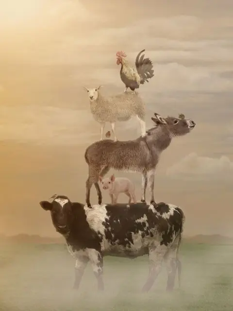 Kaat Stieber - Dutch Meadows