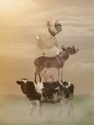 Kaat Stieber - Dutch Meadows