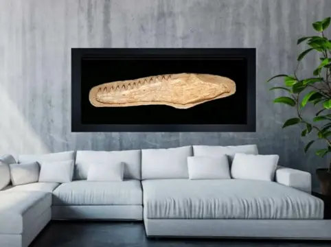 Enorme massieve Mosasaurus-kaak 116 cm! - 25×9×116 cm