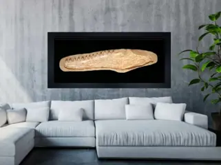 Enorme massieve Mosasaurus-kaak 116 cm! - 25×9×116 cm