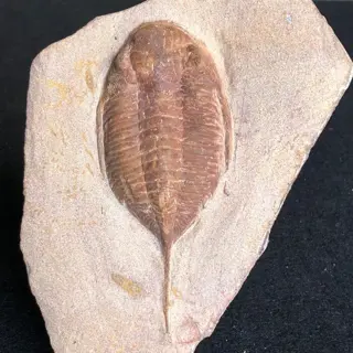 Trilobiet - Op originele matrix - Dalmanites sp. -