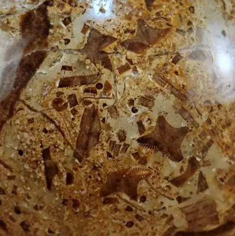 Zeer zeldzaam septarische sfeer, - with multiple fossilized