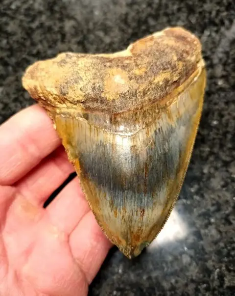 Megalodon - Tand - 102×79×24 mm