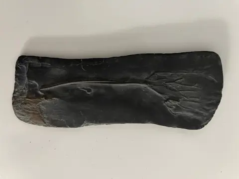 Op matrix - Bathericrinus-semipinnulatus - 12×4×0.5 cm