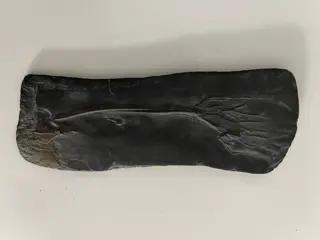 Op matrix - Bathericrinus-semipinnulatus - 12×4×0.5 cm