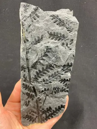 Prachtig gefossiliseerd plantenfossiel! - Op matrix -
