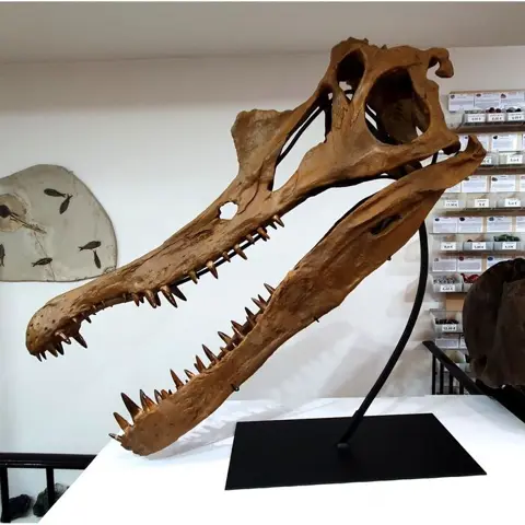 Dinosaurus - Schedel - Spinosaurus aegypticus - 120×40×118