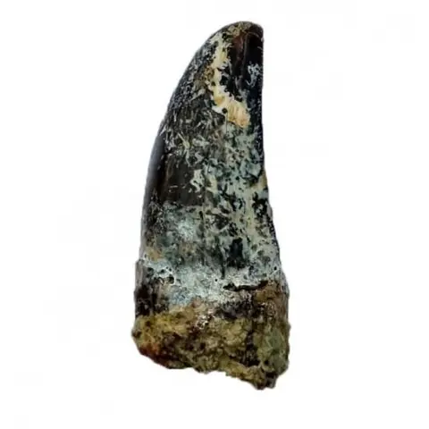 Dinosaurus - Tand - Ceratosaurus sp - 5.5×2.2×1 cm