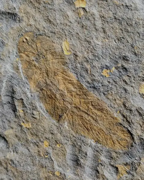 Gepantserde ringwormen - Op matrix - Plumulites