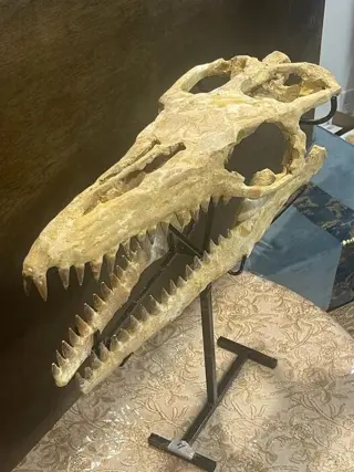 "Halisaurus Arambourgii - Mosasaur skull for sale, belong