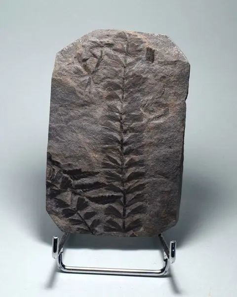 Mooie Fossiele Varen op matrix - Sphenophyllum cuneifolium