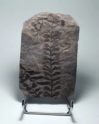 Mooie Fossiele Varen op matrix - Sphenophyllum cuneifolium