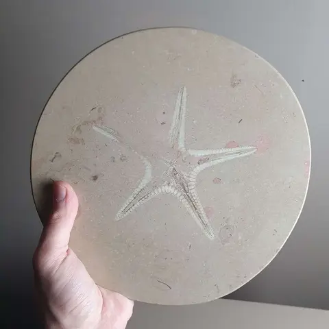 Zeester - Matrix plaat