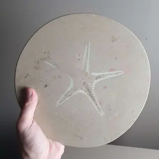 Zeester - Matrix plaat