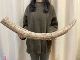 Wolharige mammoet - Slagtand - Mammuthus - 76×8×7.5 cm