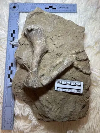 Dinosaurus - Klauw - Psittacosaurus - 30×17×8 cm