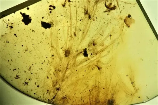 Zeldzaamheid Veel vertakte veren van DINO loopvogels uit