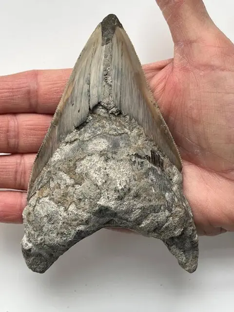 Enorme Megalodon-tand, - 13,0 cm (5,12 inch) - Carcharocles
