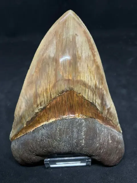 Megalodon haaientand - - - Carcharocles megalodon - 14,6cm(