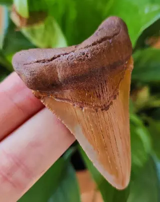 Chubutensis - Tand - Chubutensis - 67×40×13 mm