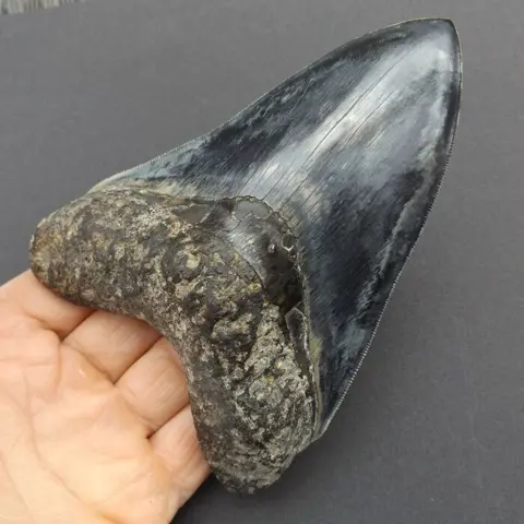 Top quality big Megalodon Shark - Tooth - Carcharocles