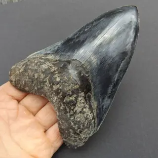 Top quality big Megalodon Shark - Tooth - Carcharocles