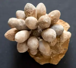 Zee-egel - Stuk - Echinoidea sp. - 90×80×65 mm