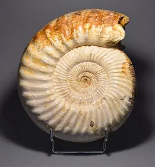 Schitterende parelmoer ammoniet - Kranaosphinctes sp.