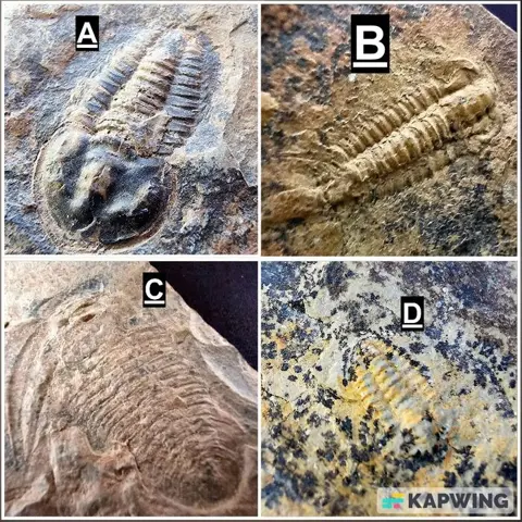 DELUXE SET VAN VIER (4) LOWER CAMBRIAN TRILOBITES 0,8 - 3,9