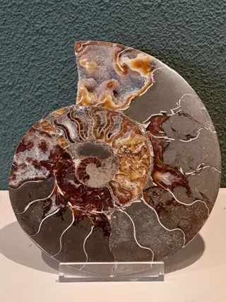 Grote versteende ammoniet op standaard - 18×1.5×15 cm - 517