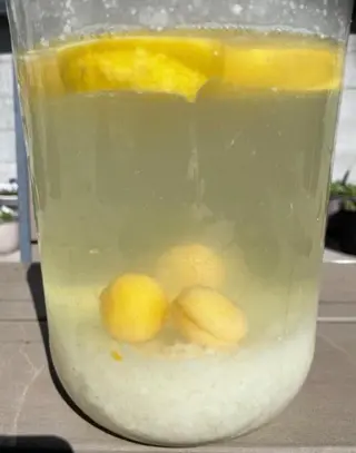 Waterkefir bij afname een gratis potje mosterd