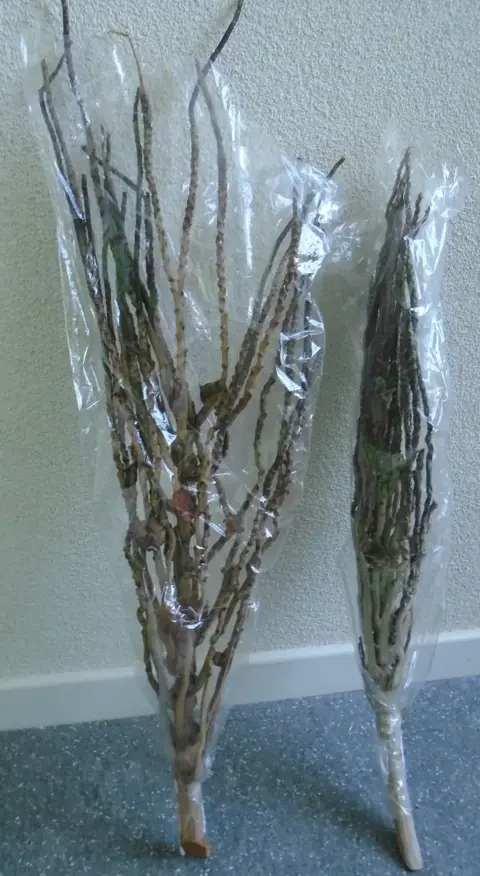 DECO BOS COCO FINGER BRANCH NATUREL 60 CM nr. 10 NIEUW