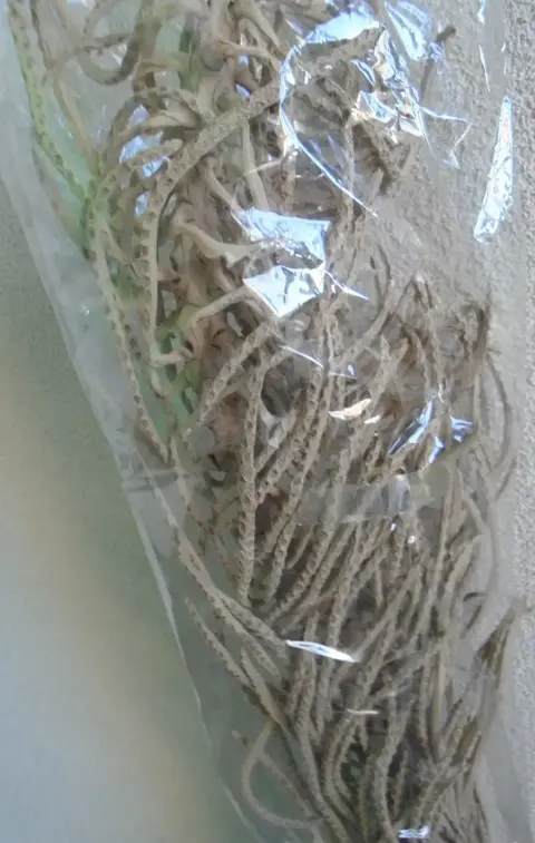 DECO TAK CACHO NATUREL 105 CM nr. 15 NIEUW  Leuke grote tak genoemd Cacho naturel. Grote bloemen. Zi