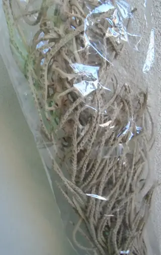 DECO TAK CACHO NATUREL 105 CM nr. 15 NIEUW  Leuke grote tak genoemd Cacho naturel. Grote bloemen. Zi