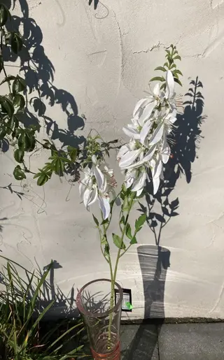 ZIJDEBLOEMEN WIT 100 CM GALSANG NIEUW