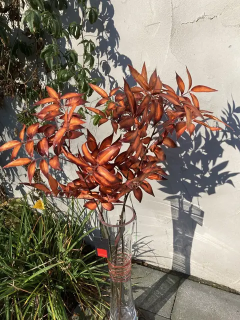 ZIJDE TAK ORANJEBRUIN 88 CM PEPPERBERRY NIEUW  Prachtige tak met kern oranje en buitenzijde bruin. (