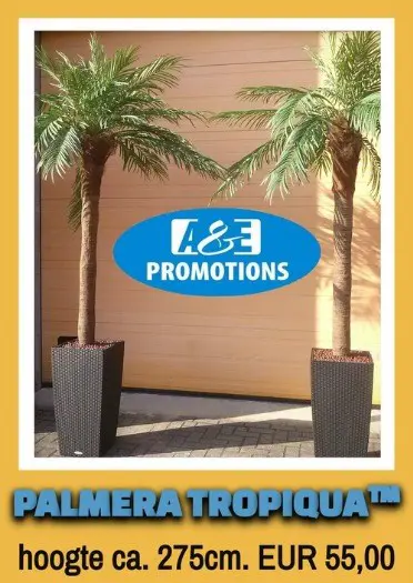 Verhuur grote palmbomen t. 0599 416200