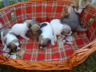 Zoete chihuahua puppy is nog op zoek naar een mooi huis