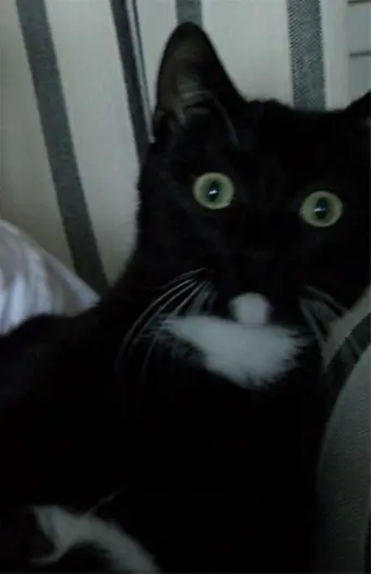 Super lieve kater zoekt met spoed nieuw huisje...