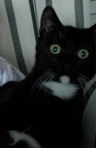 Super lieve kater zoekt met spoed nieuw huisje...