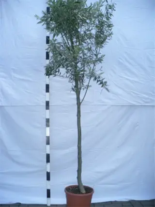 Aanbieding Olijfbomen / Olijfboom te koop!!!!