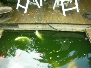 Koi Karpers en complete Filterinstallatie