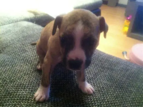 Amerikaanse stafford pup
