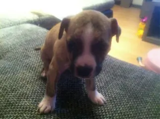 Amerikaanse stafford pup