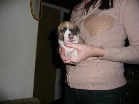 Te koop mooie amerikaanse staffort x pitbull