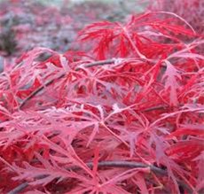 Acer palmatum Ornatum te koop.