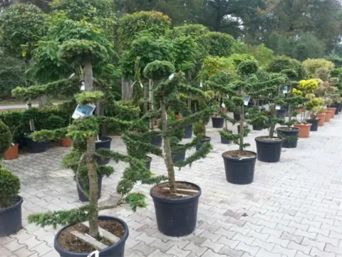 Cedrus deodara bonsai ,( himalayaceder ) te koop!!!