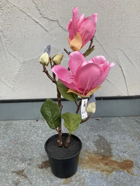 MAGNOLIA PLANT ROZE IN POTJE NIEUW